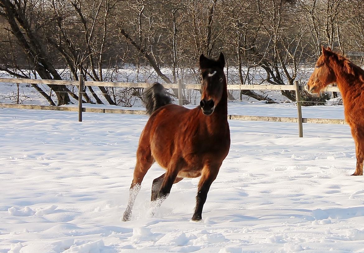 Anden særlig race Grønvangs Edward |Eddie| billede 39