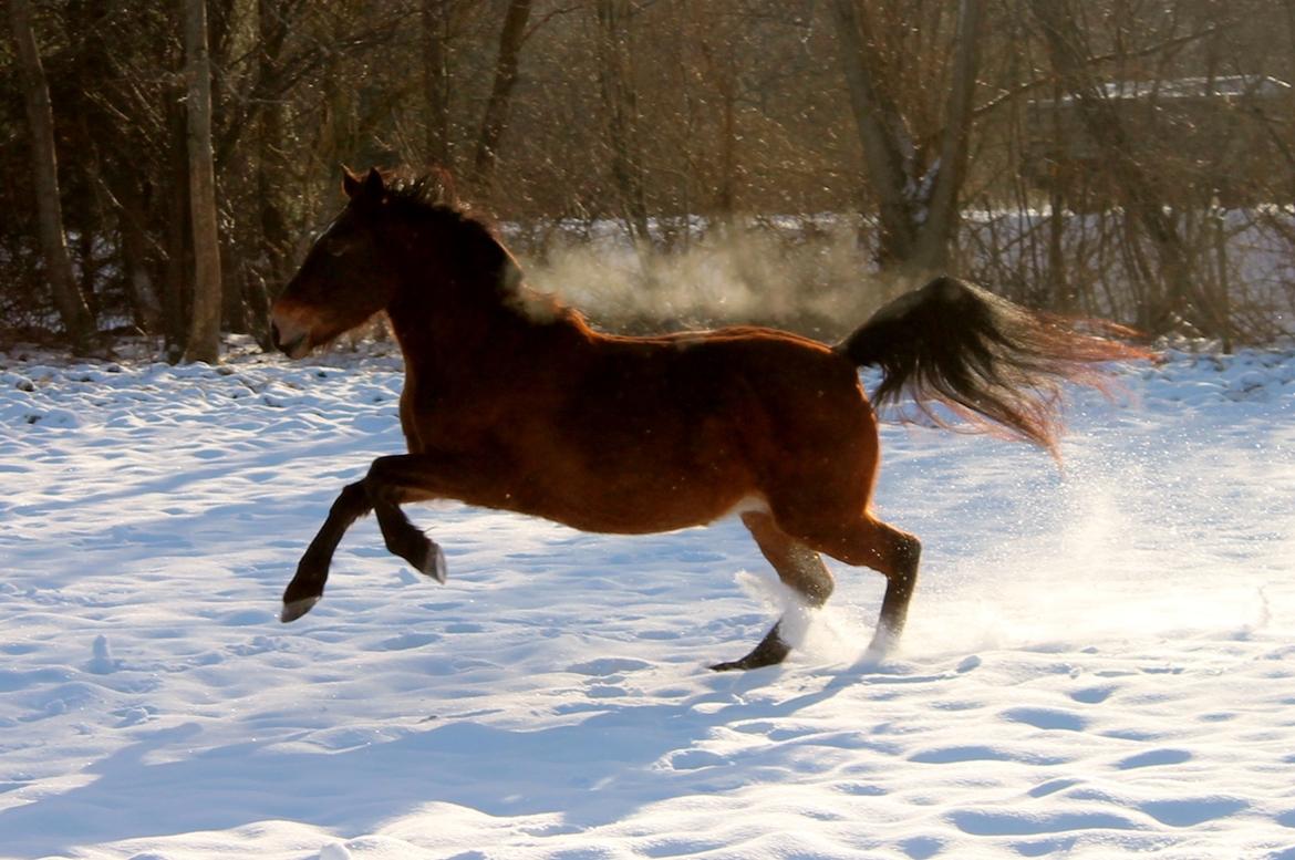 Anden særlig race Grønvangs Edward |Eddie| billede 47