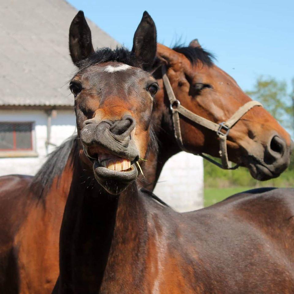 Anden særlig race Grønvangs Edward |Eddie| billede 4