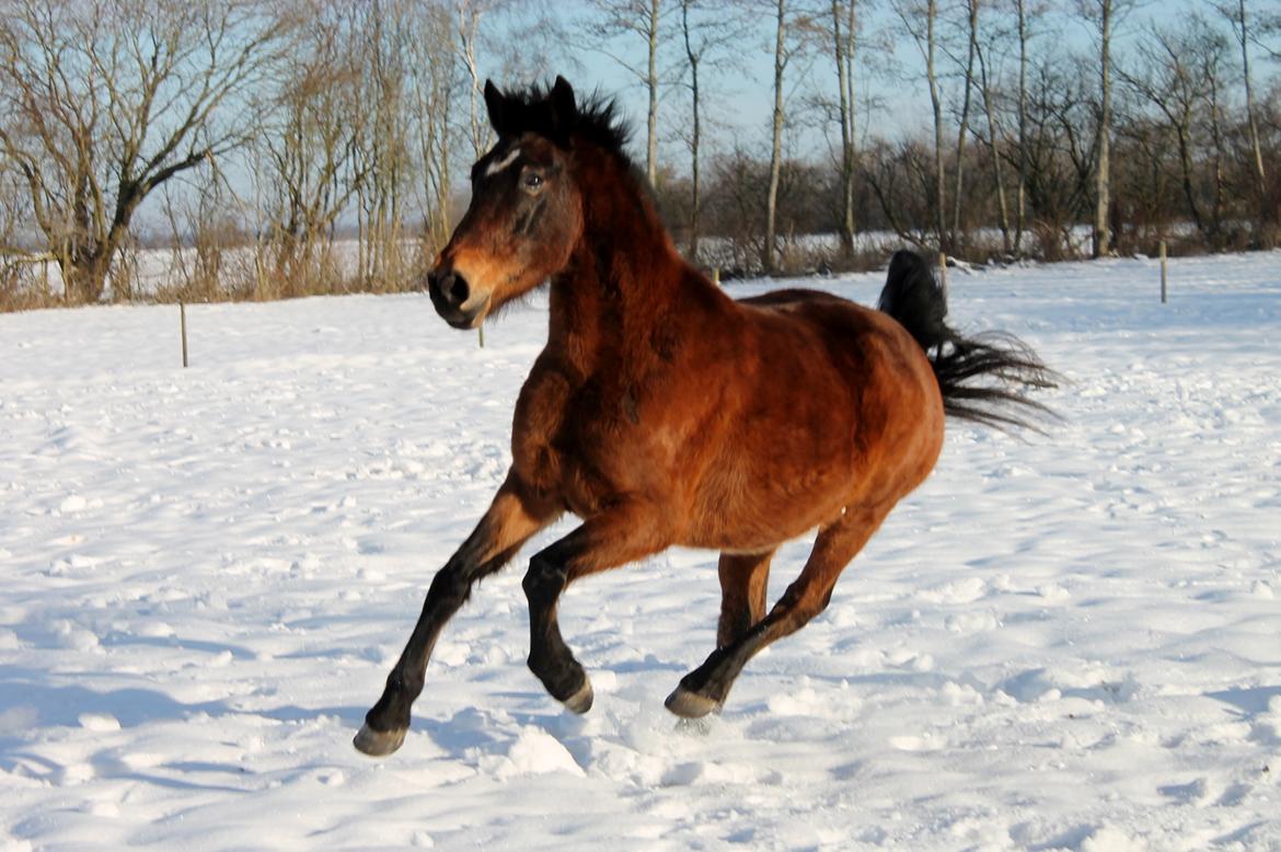 Anden særlig race Grønvangs Edward |Eddie| billede 1