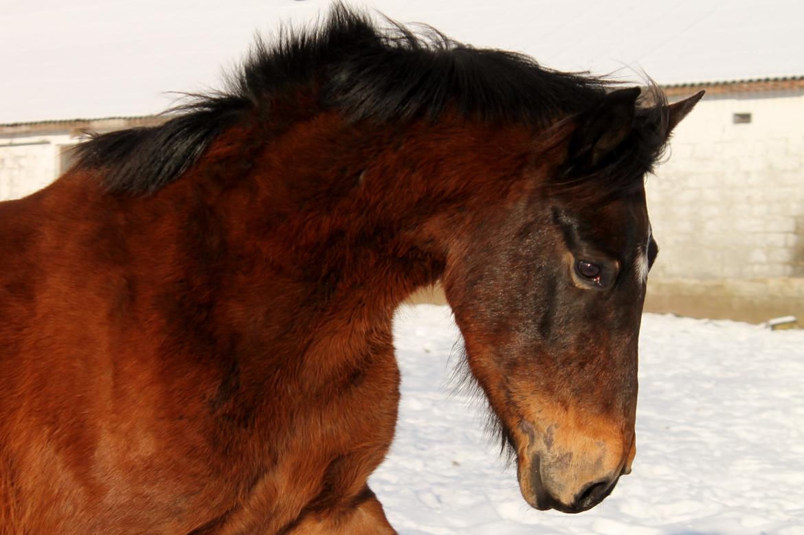 Anden særlig race Grønvangs Edward |Eddie| billede 40
