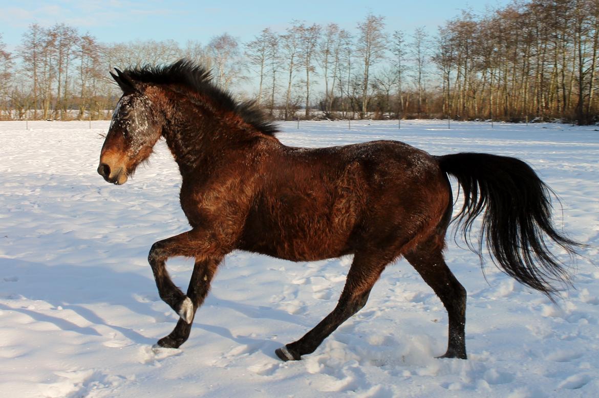 Anden særlig race Grønvangs Edward |Eddie| billede 46