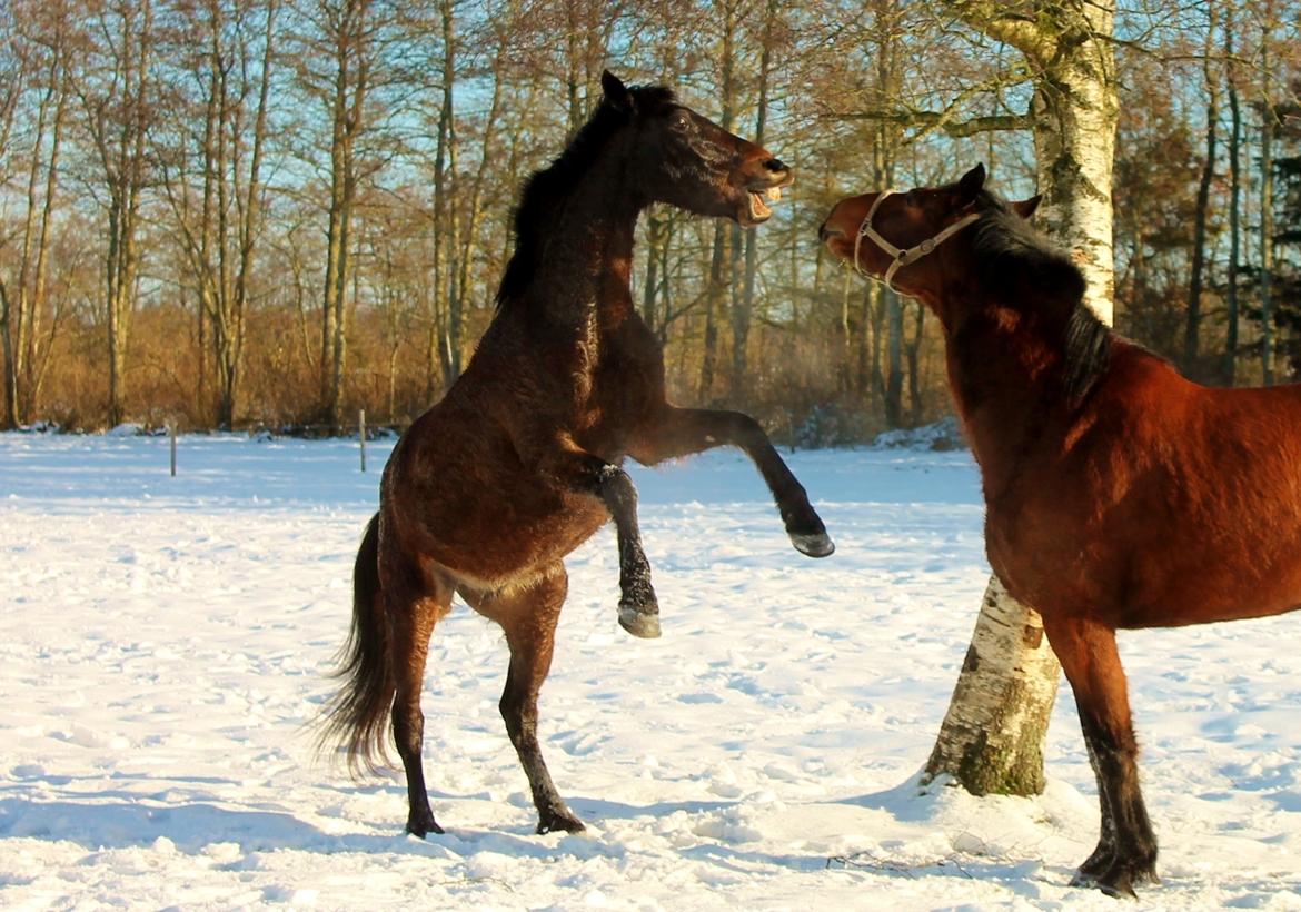 Anden særlig race Grønvangs Edward |Eddie| billede 43