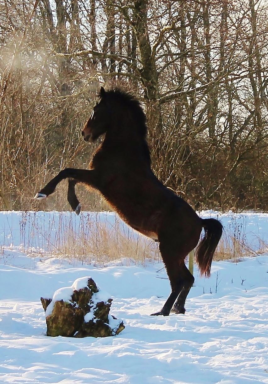 Anden særlig race Grønvangs Edward |Eddie| billede 3