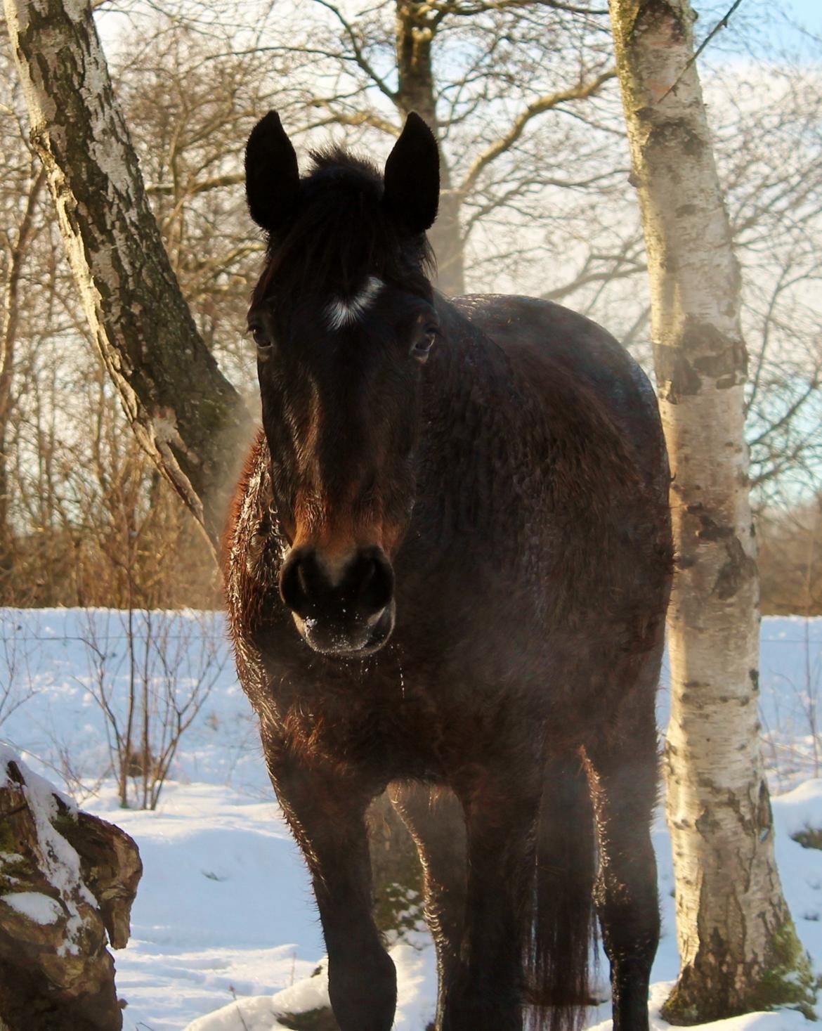Anden særlig race Grønvangs Edward |Eddie| billede 13