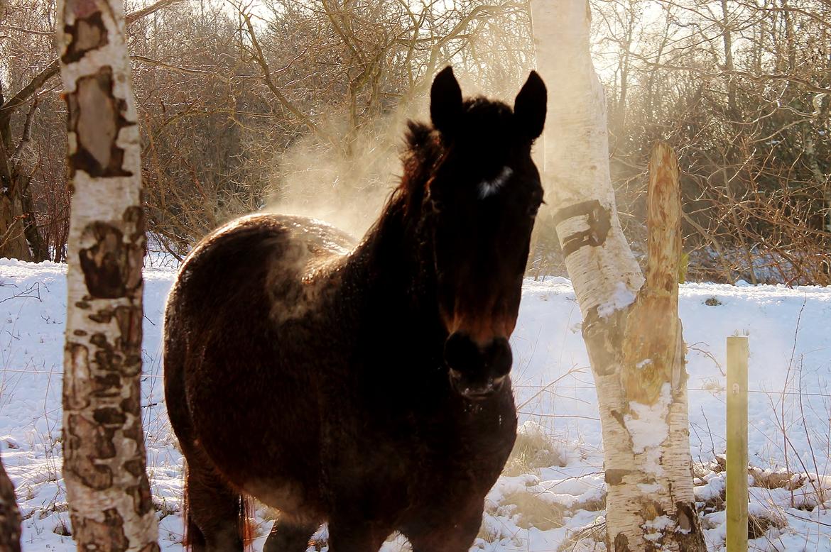 Anden særlig race Grønvangs Edward |Eddie| billede 38