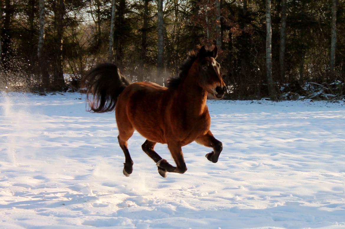 Anden særlig race Grønvangs Edward |Eddie| billede 23