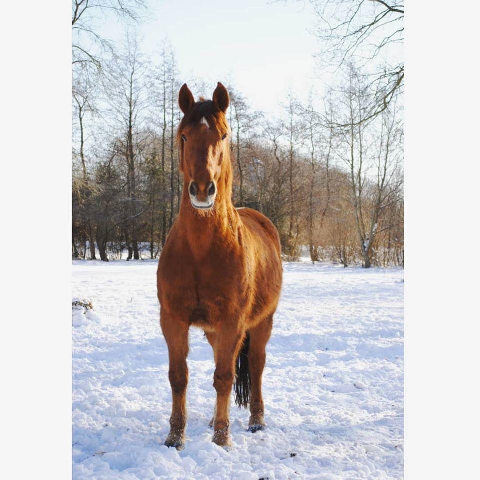 Anden særlig race Grønvangs Quinzy [R.I.P] billede 11