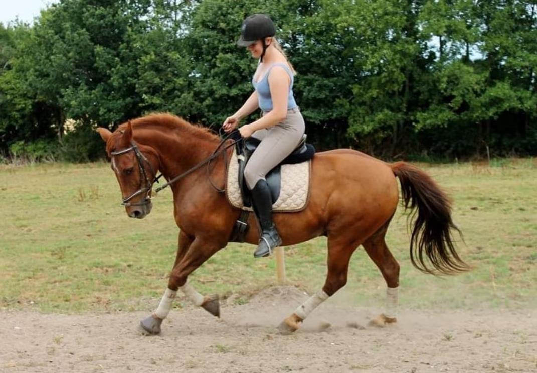 Anden særlig race Grønvangs Quinzy [R.I.P] billede 7