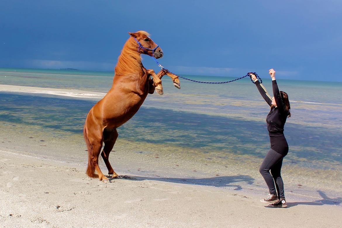 New Forest Grønvangs Surprise |Solleh| [R.I.P] billede 13