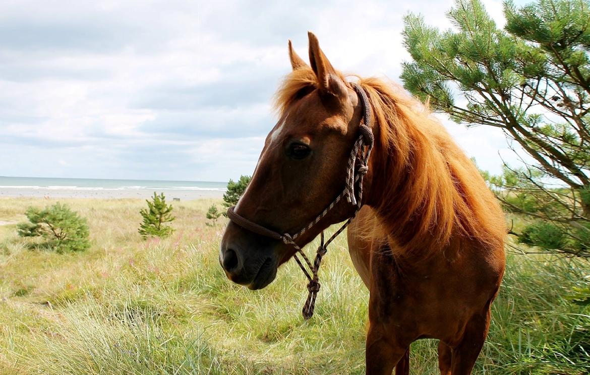 New Forest Grønvangs Surprise |Solleh| [R.I.P] billede 11