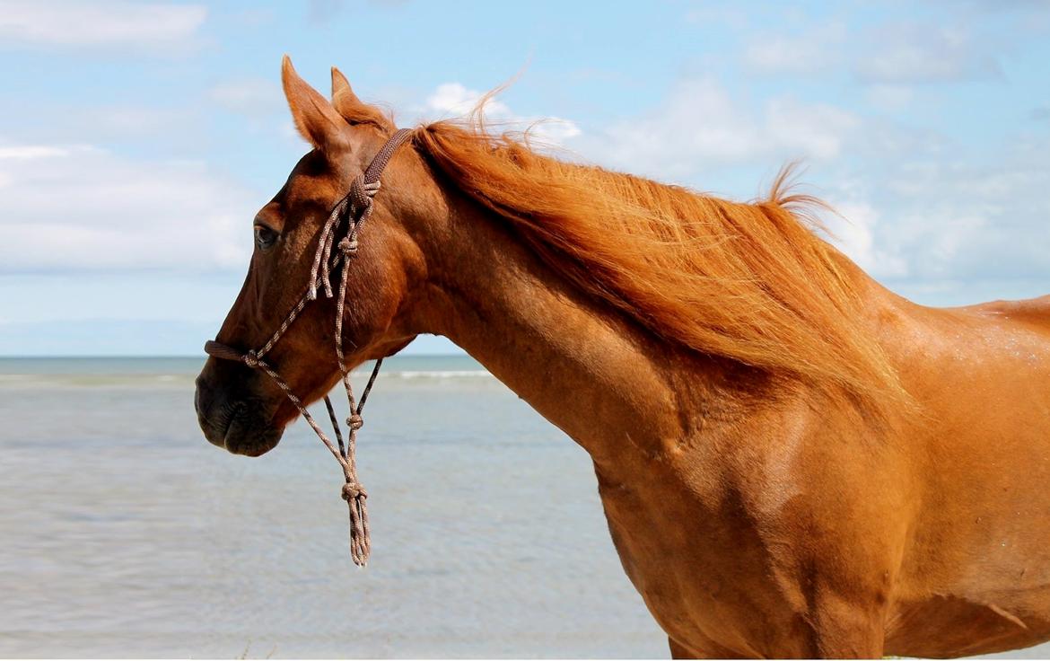 New Forest Grønvangs Surprise |Solleh| [R.I.P] billede 17