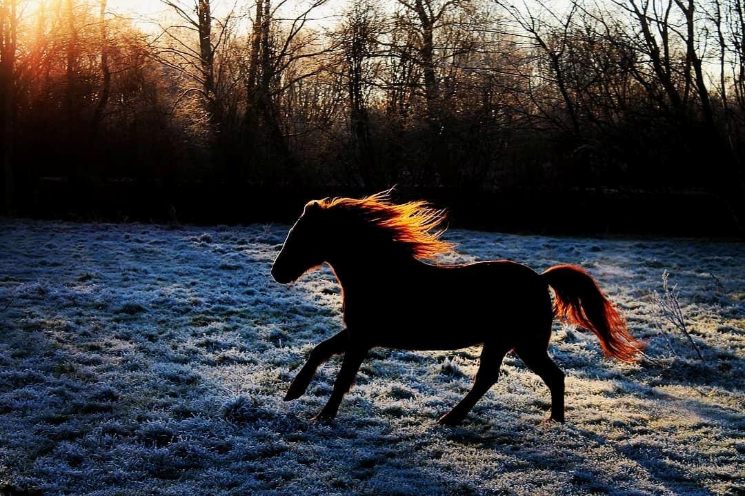 New Forest Grønvangs Surprise |Solleh| [R.I.P] billede 14