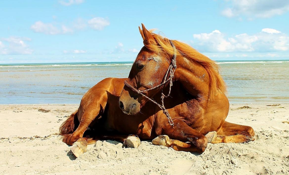 New Forest Grønvangs Surprise |Solleh| [R.I.P] billede 3