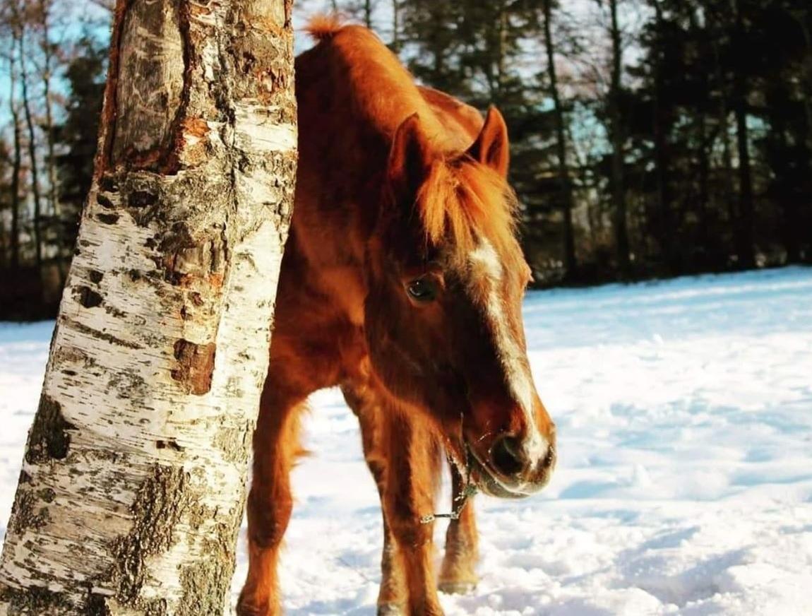 New Forest Grønvangs Surprise |Solleh| [R.I.P] billede 18