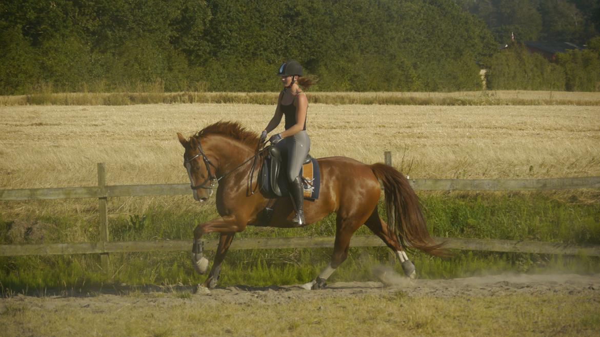 Frederiksborg Hedevangs viva billede 4