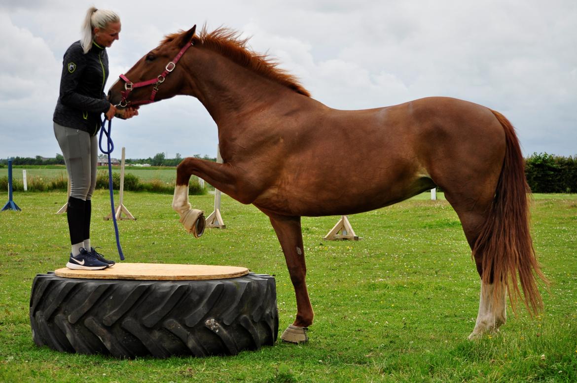 Frederiksborg Hedevangs viva billede 17