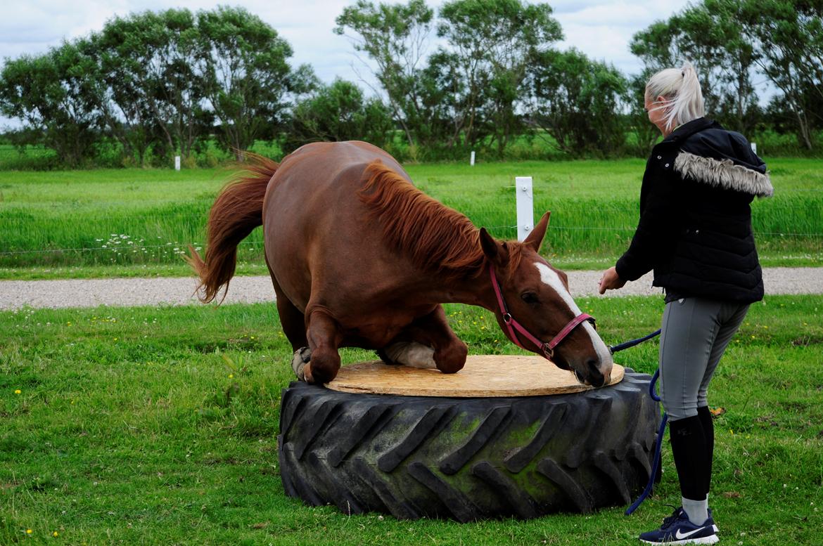 Frederiksborg Hedevangs viva billede 20