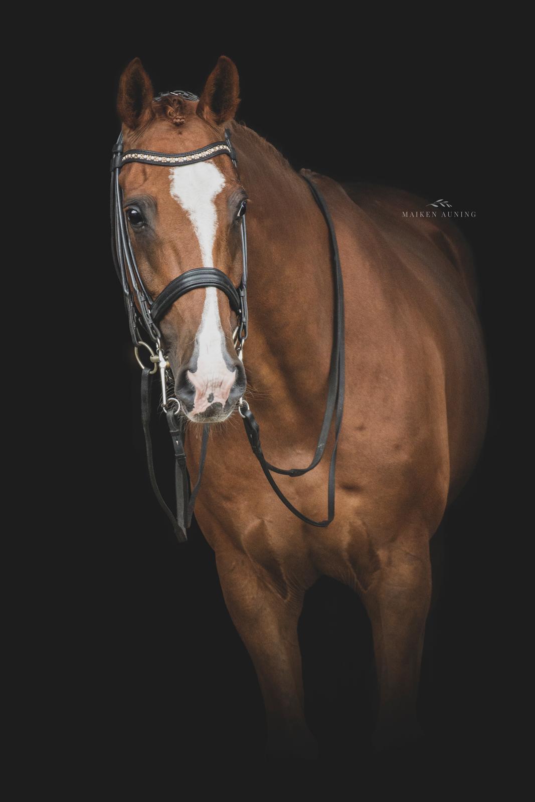 Dansk Varmblod Don Crusador II billede 16