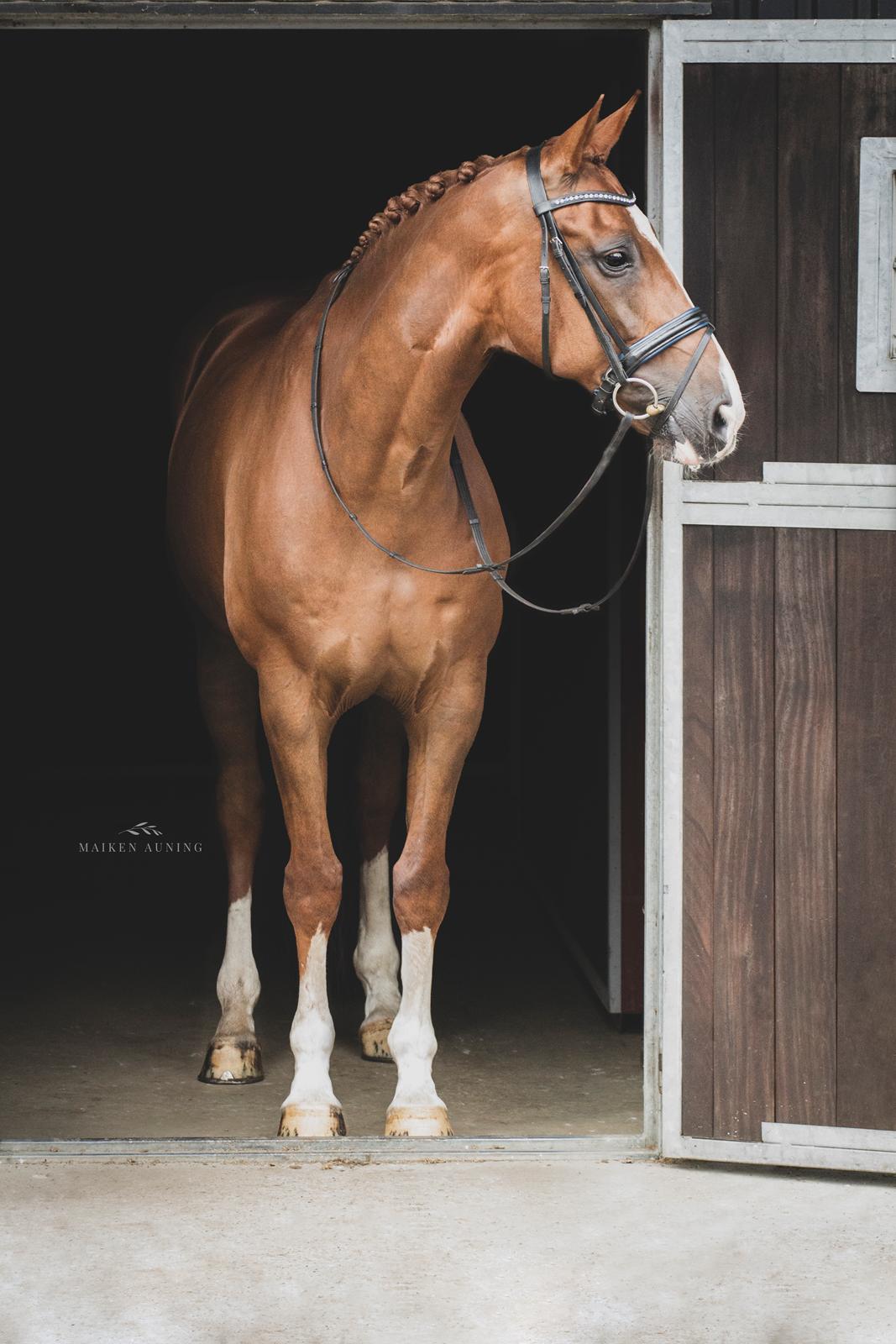 Dansk Varmblod Don Crusador II billede 17