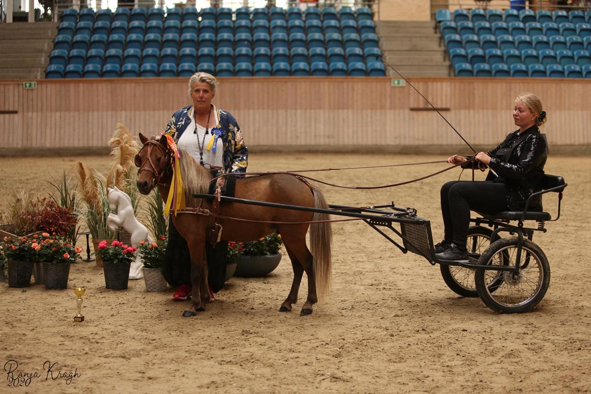 Amerikansk Miniature Bob Marley Is A Superstar billede 1