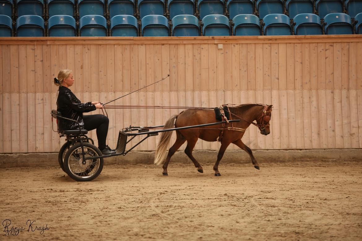 Amerikansk Miniature Bob Marley Is A Superstar billede 2