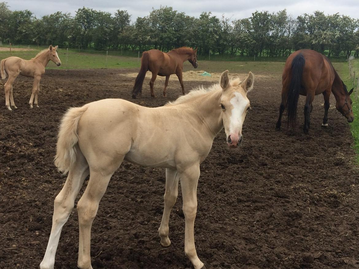 Palomino Lundsgaards Witano billede 1