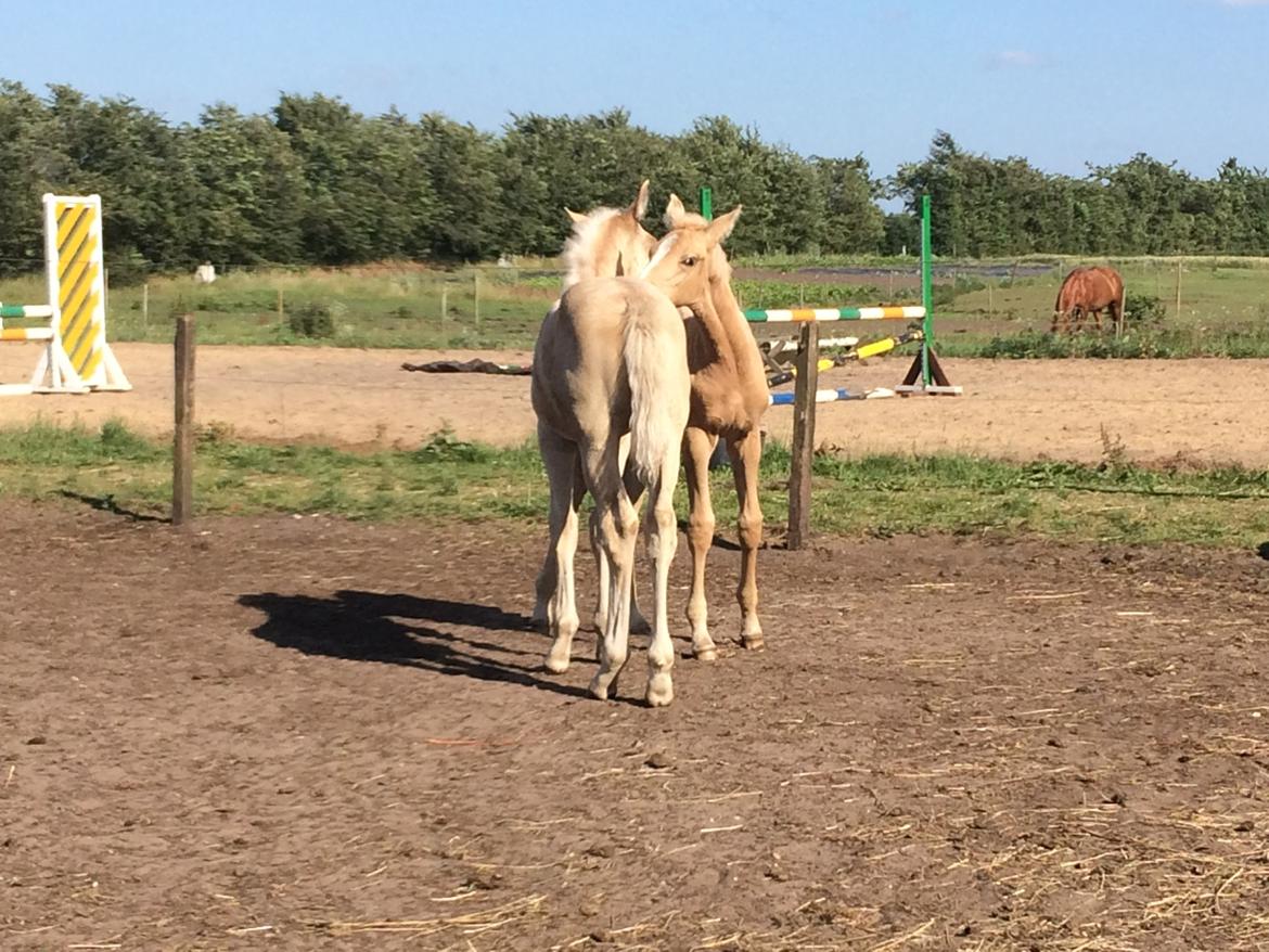 Palomino Lundsgaards Witano billede 2