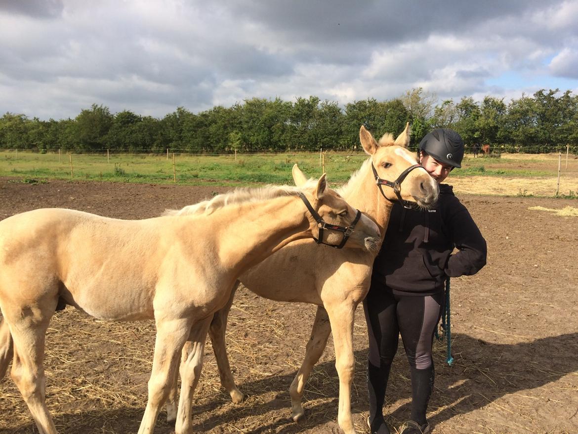 Palomino Lundsgaards Witano billede 4