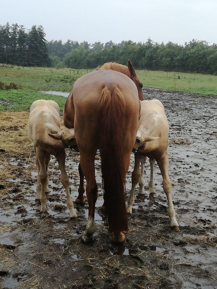 Palomino Lundsgaards Witano billede 5