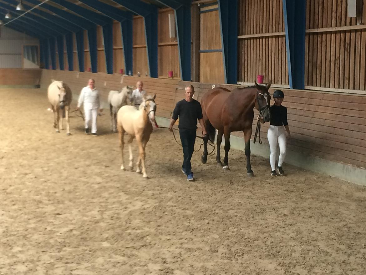 Palomino Lundsgaards Witano billede 6