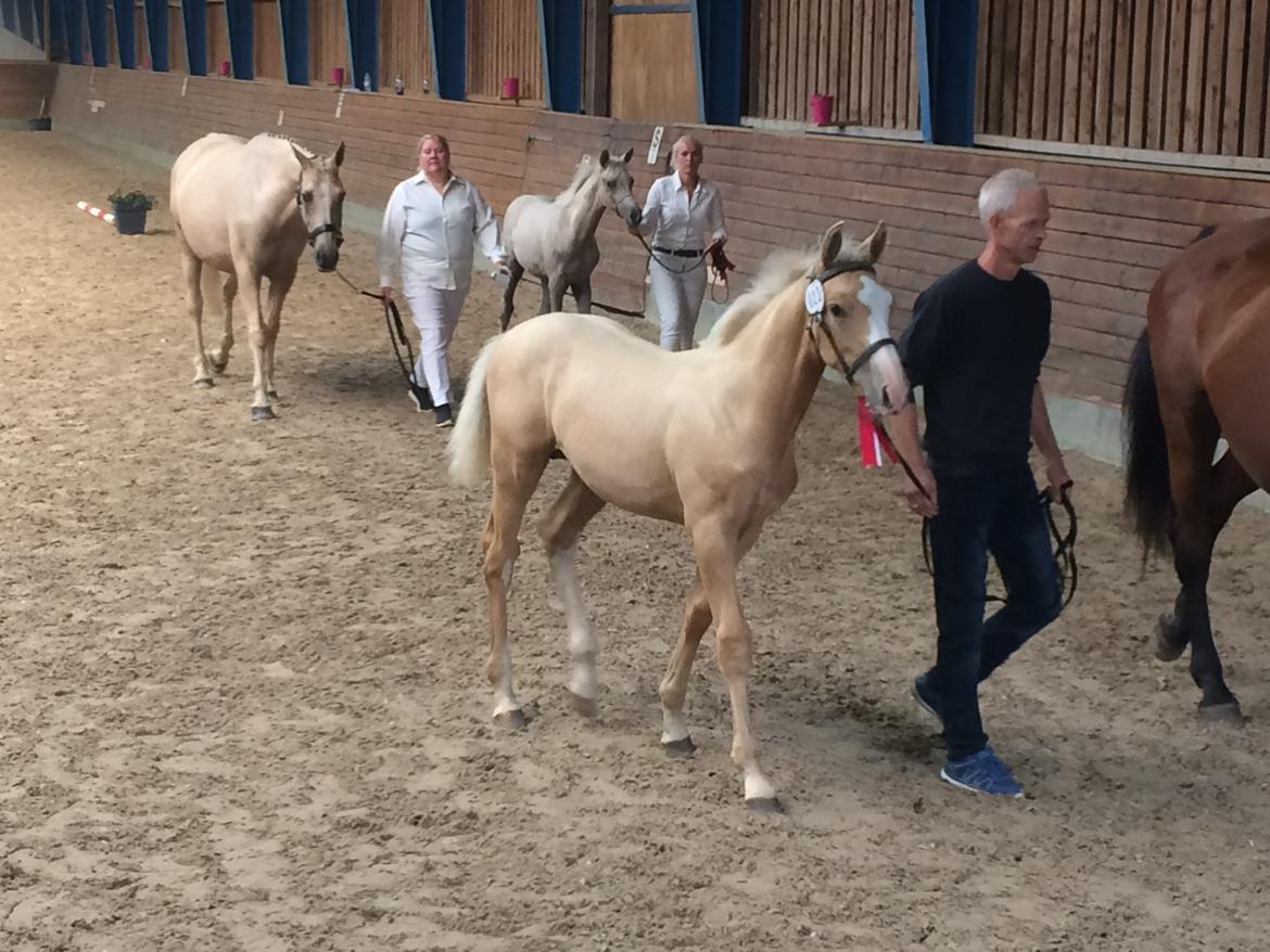 Palomino Lundsgaards Witano billede 7