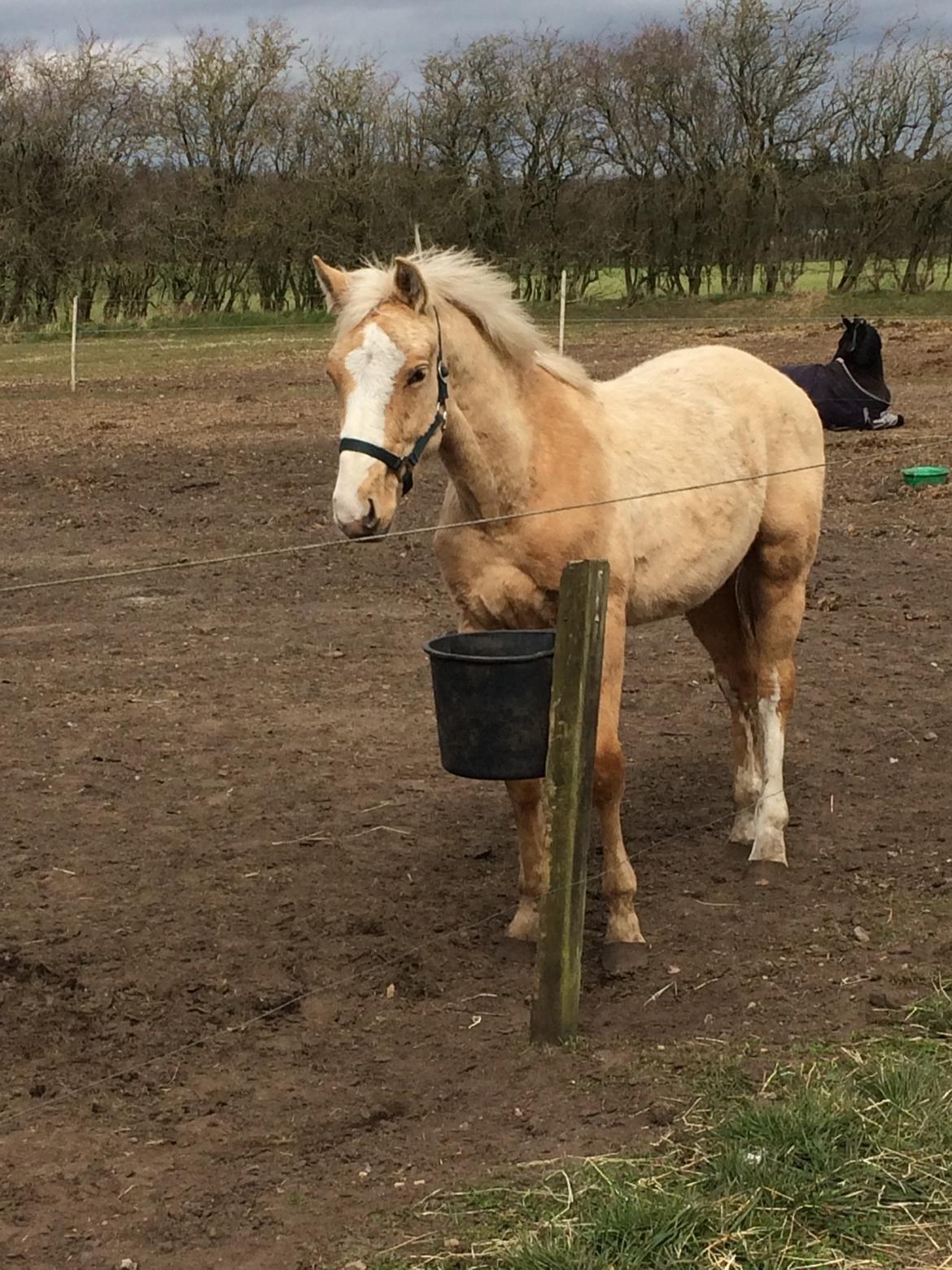 Palomino Lundsgaards Witano billede 10