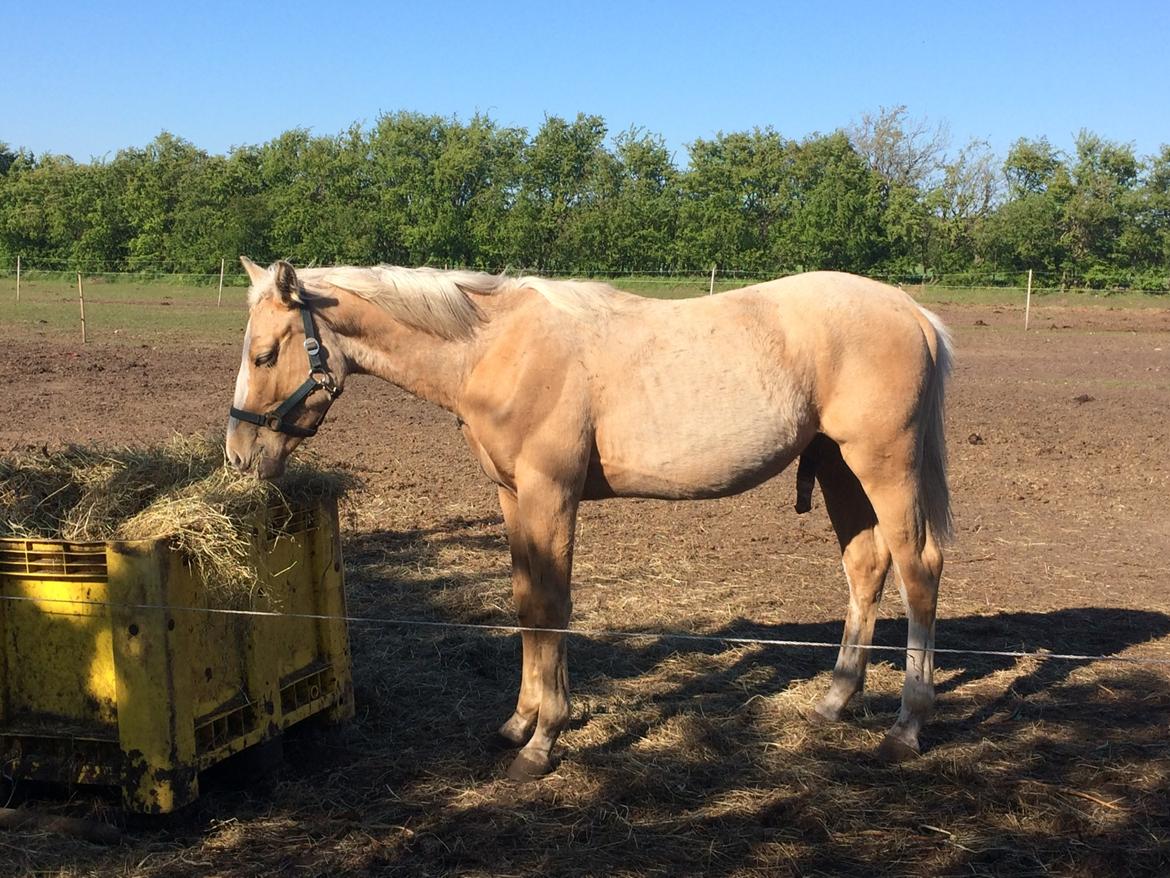 Palomino Lundsgaards Witano billede 11