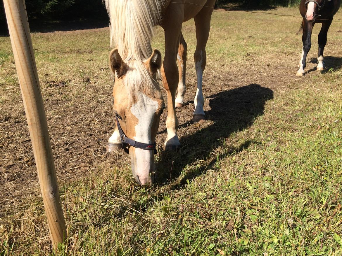 Palomino Lundsgaards Witano billede 12