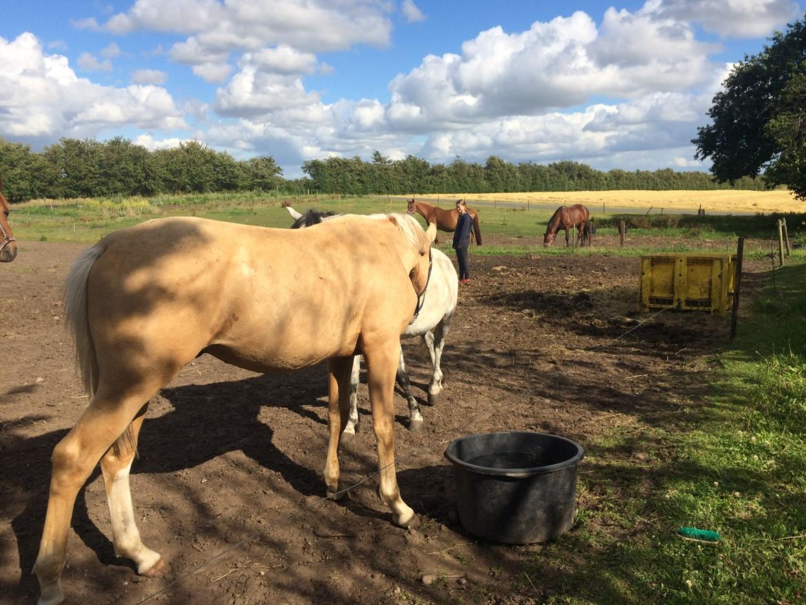 Palomino Lundsgaards Witano billede 14