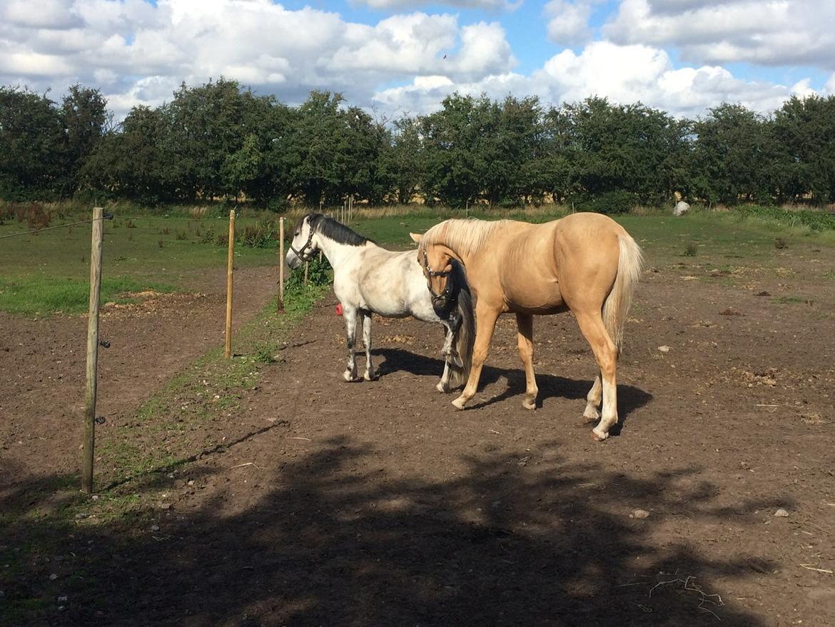 Palomino Lundsgaards Witano billede 15