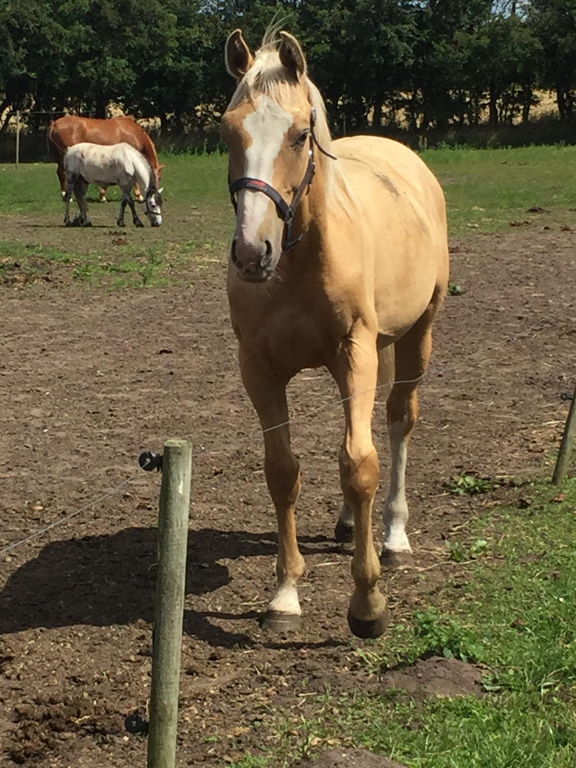 Palomino Lundsgaards Witano billede 16