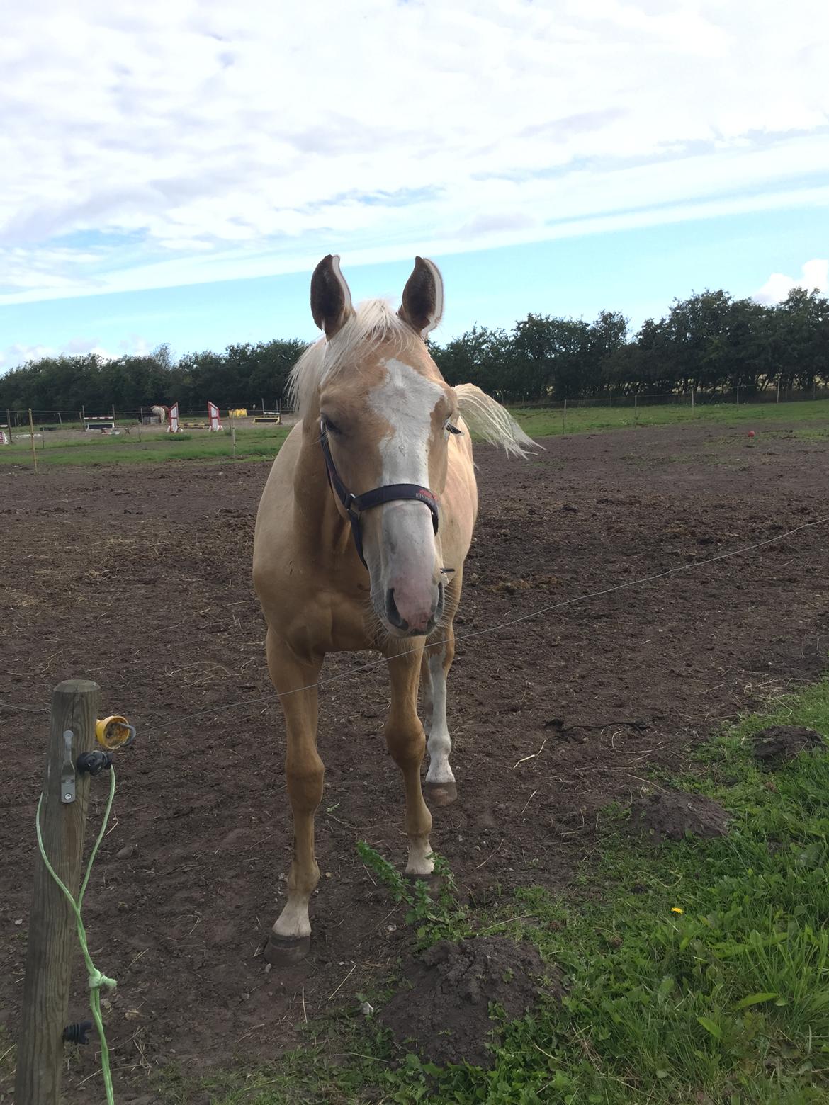 Palomino Lundsgaards Witano billede 17