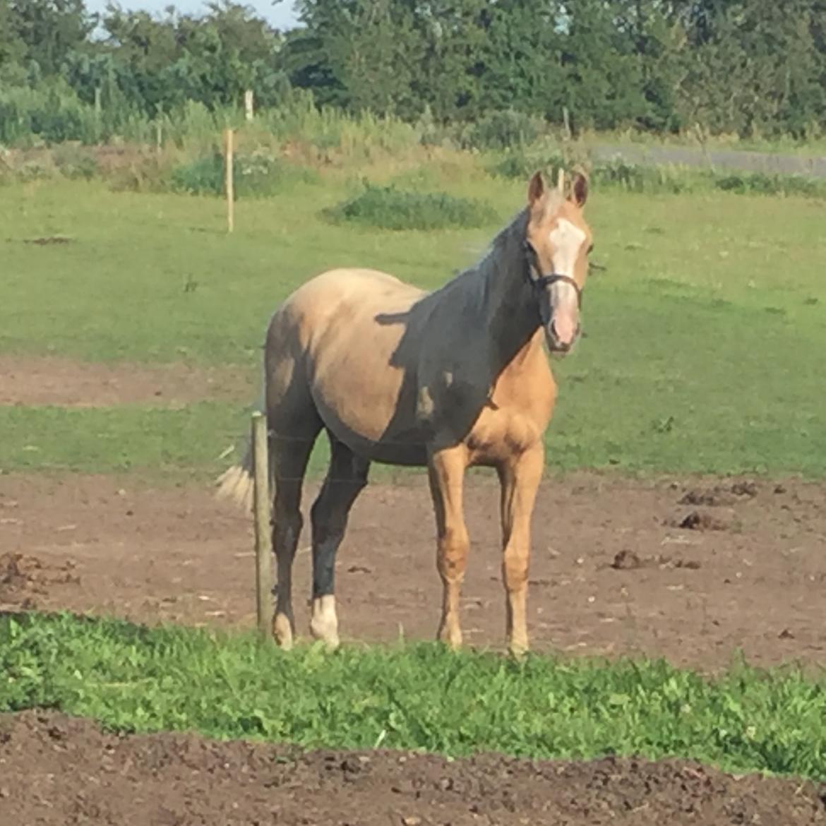 Palomino Lundsgaards Witano billede 18