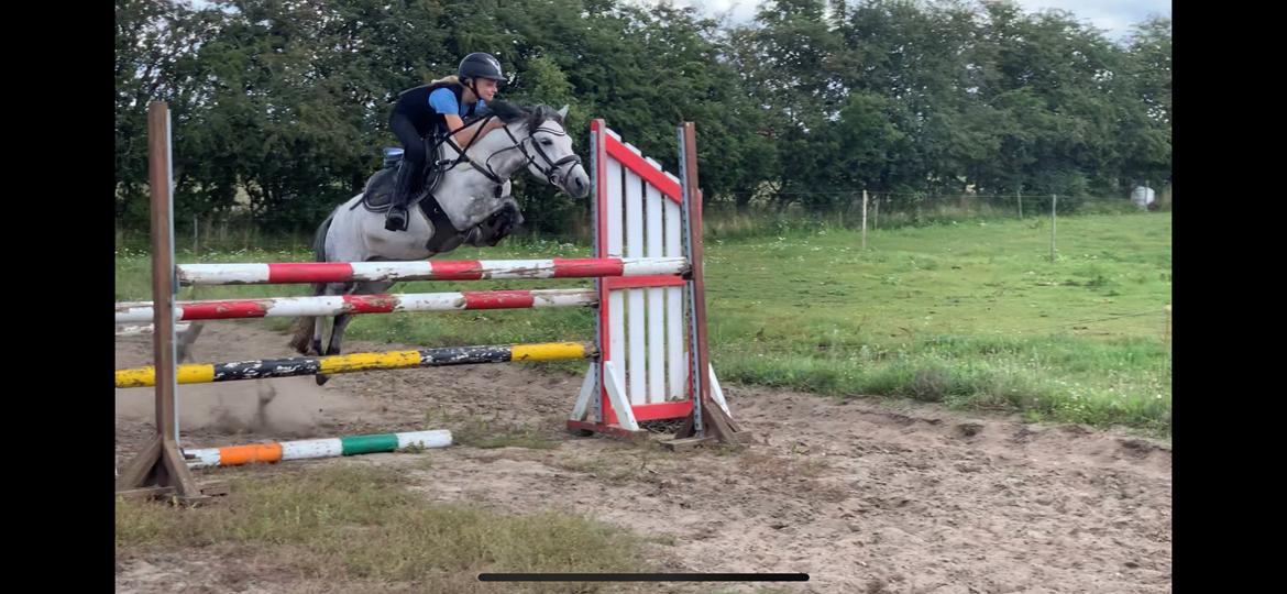 Anden særlig race Wupti billede 17