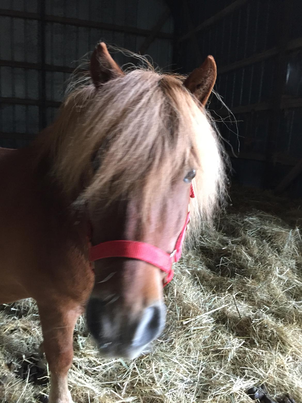 Shetlænder Bølle <3 billede 8