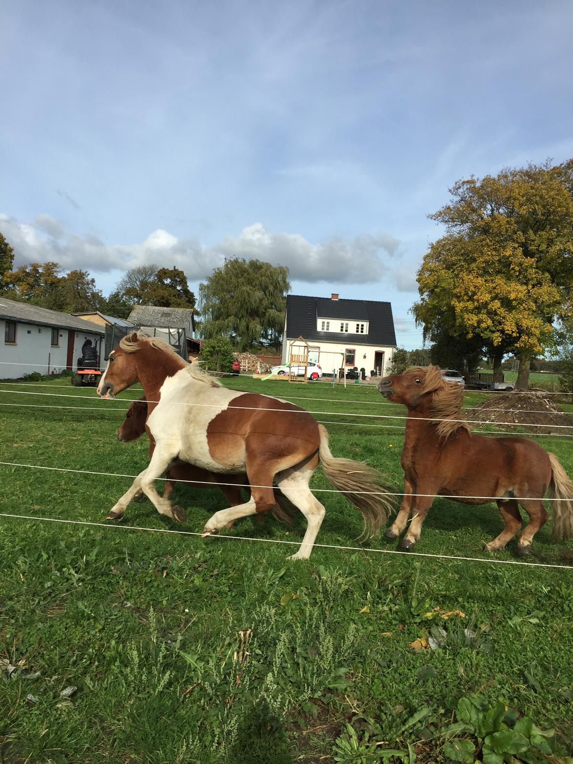 Shetlænder Bølle <3 billede 10