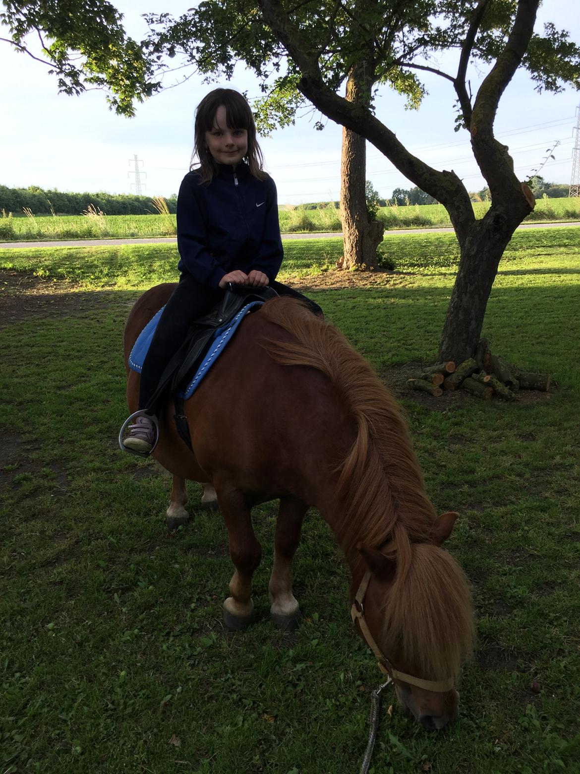 Shetlænder Bølle <3 billede 13