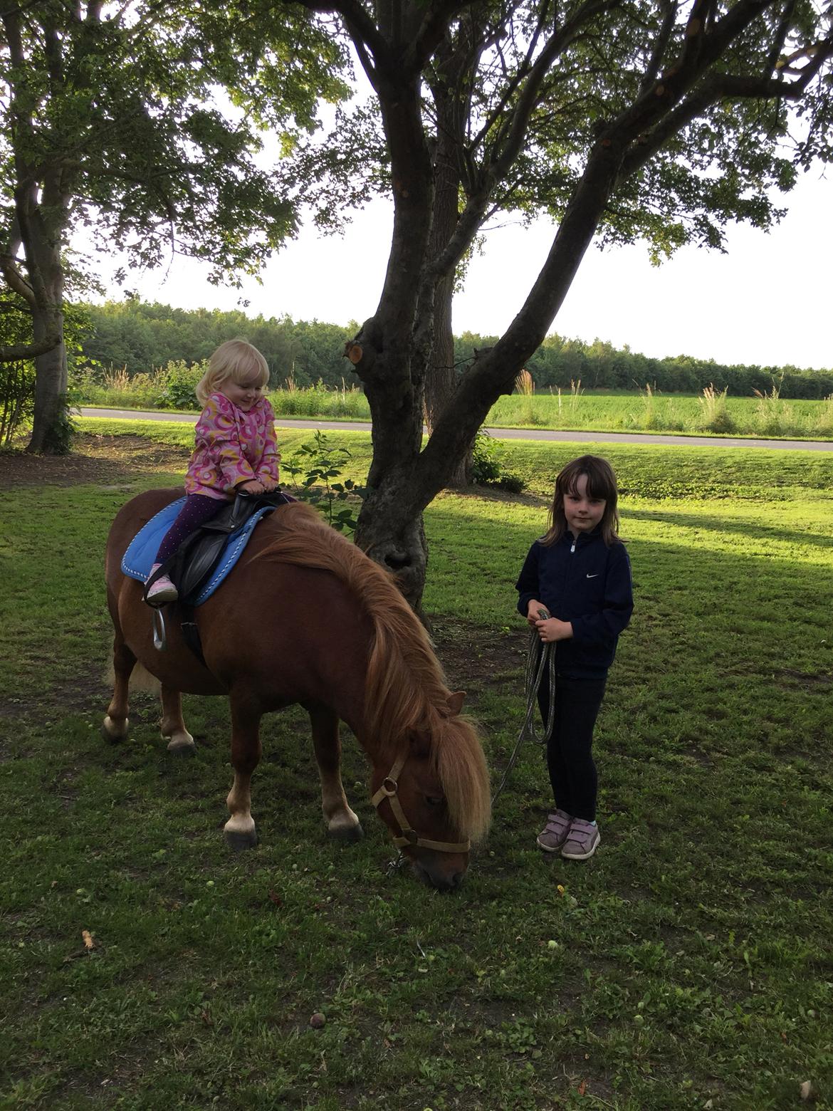 Shetlænder Bølle <3 billede 14