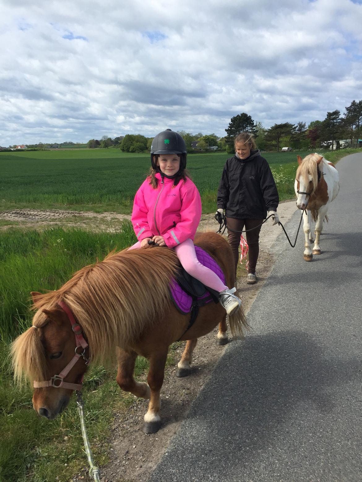 Shetlænder Bølle <3 billede 17