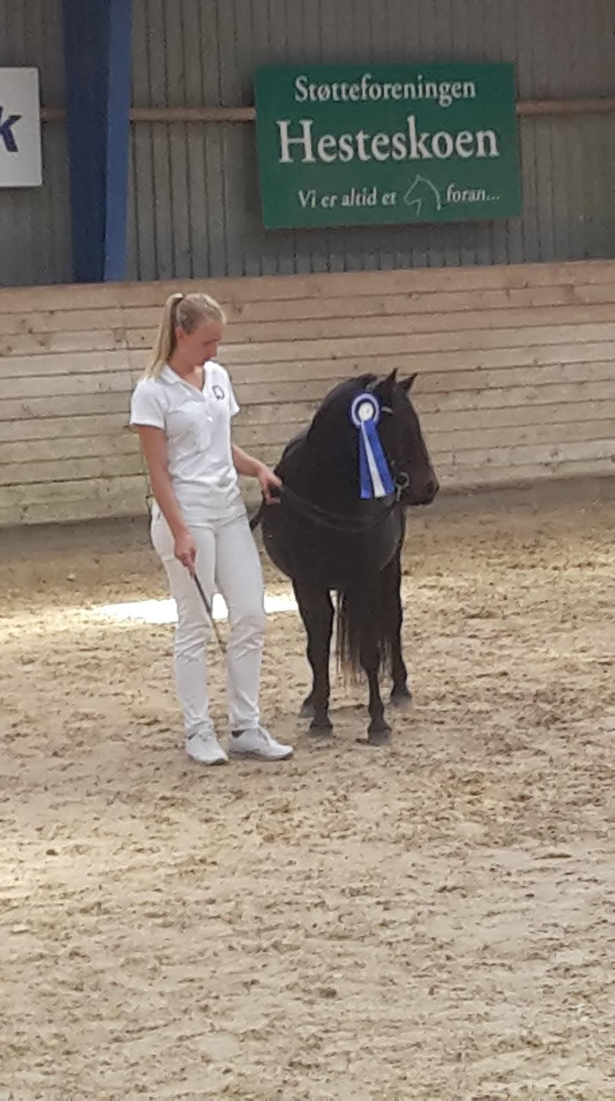 Dartmoor Edals waltzing matilda billede 13