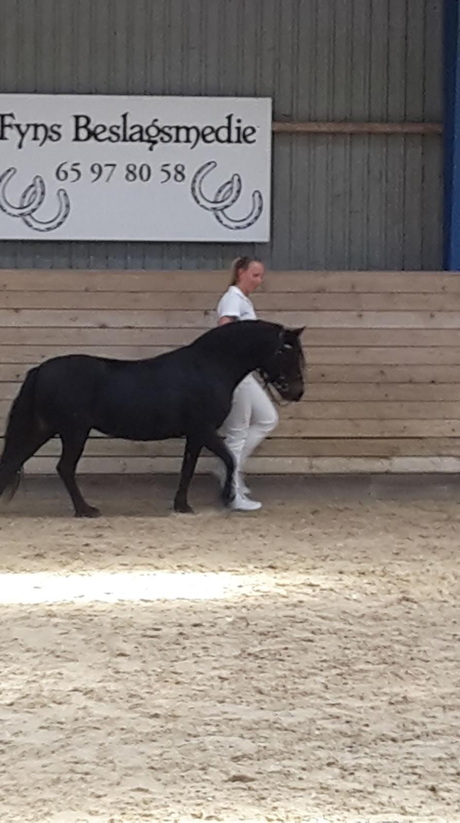 Dartmoor Edals waltzing matilda billede 14