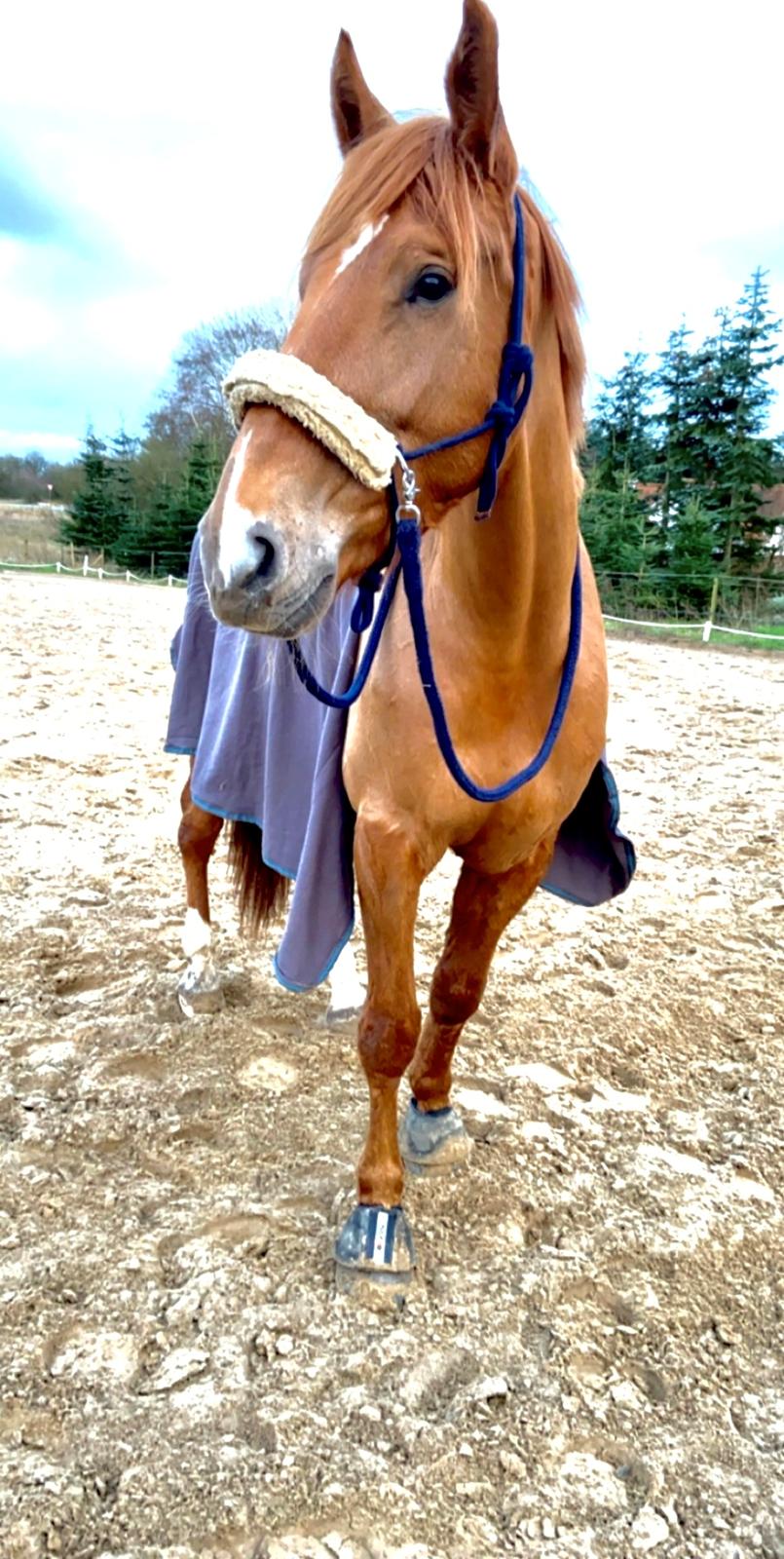 Dansk Varmblod Sancerre De Light billede 15