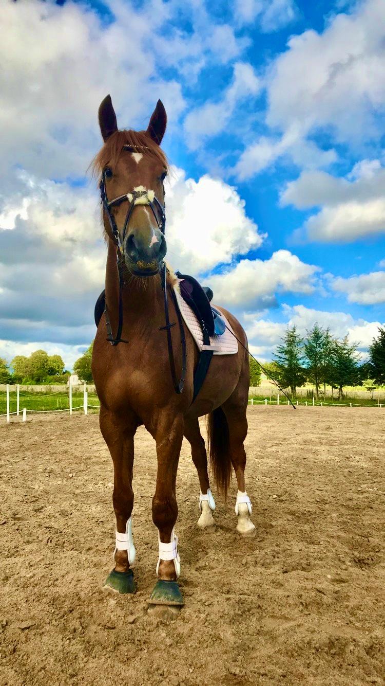 Dansk Varmblod Sancerre De Light billede 16